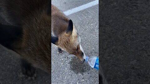 Animal rescue | 🦊 | We helped the fox that got stuck on the way, the fox that got thirsty ✨ #shorts