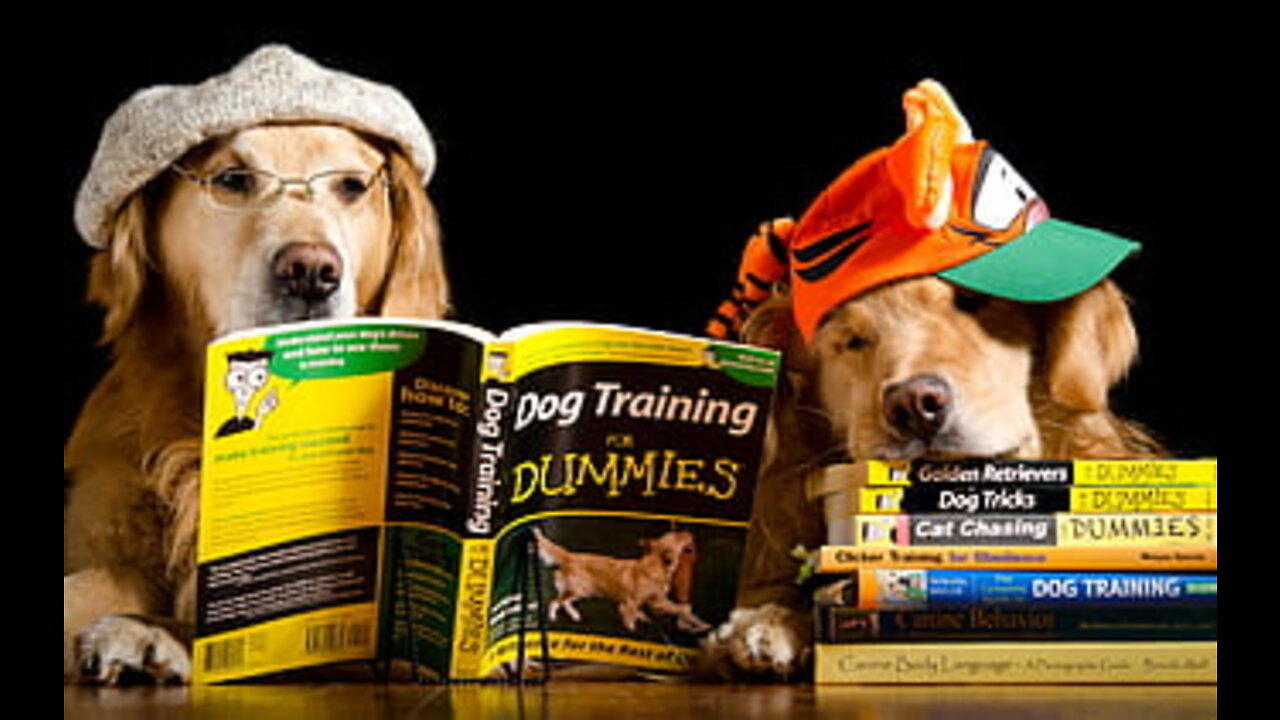 Top 10 Command Dogs Should Know! - Dog training