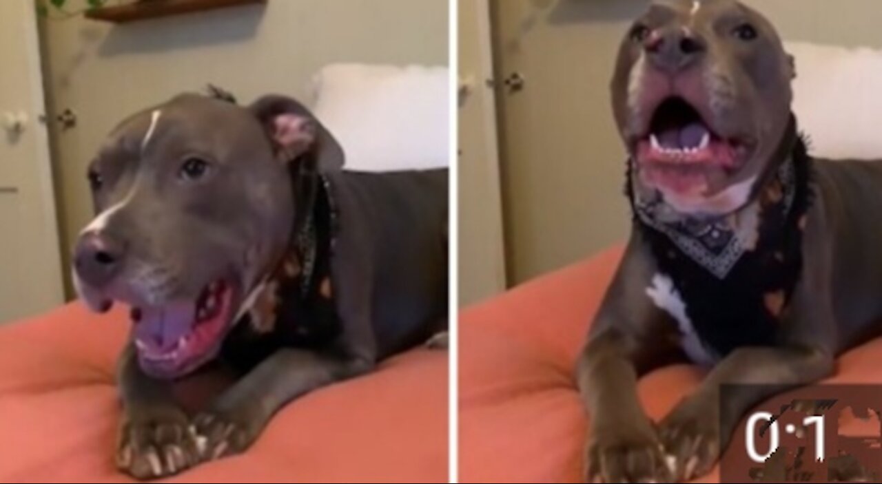 Vocal pit bull engages in hilarious argument with owner