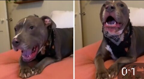 Vocal pit bull engages in hilarious argument with owner