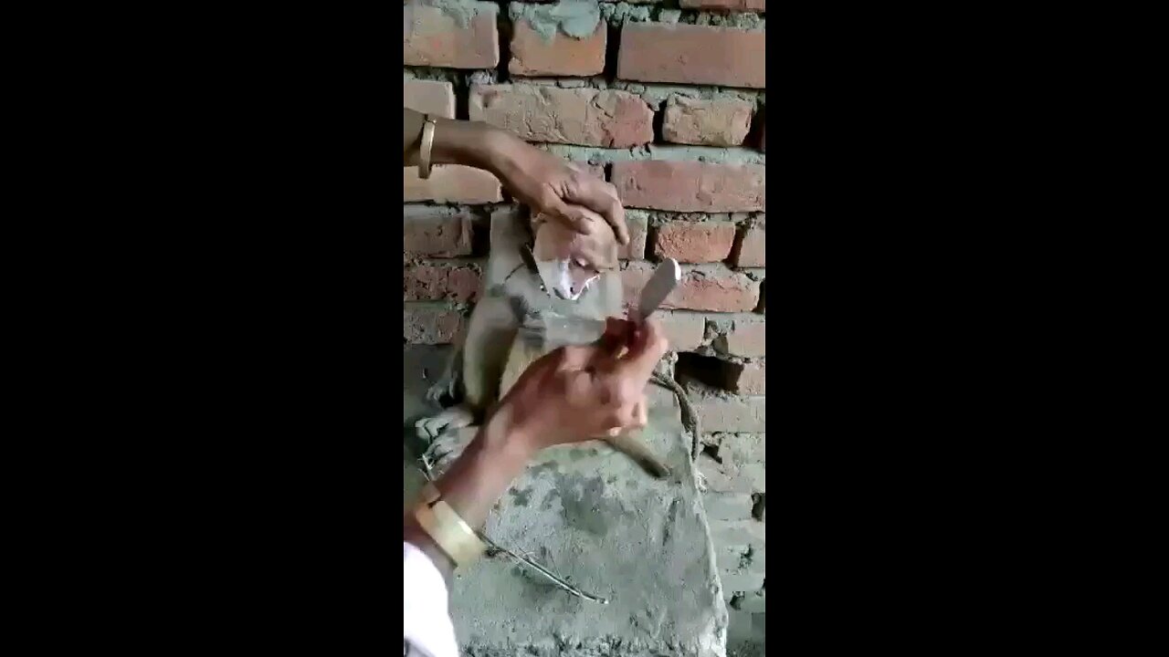 monkey is getting ready