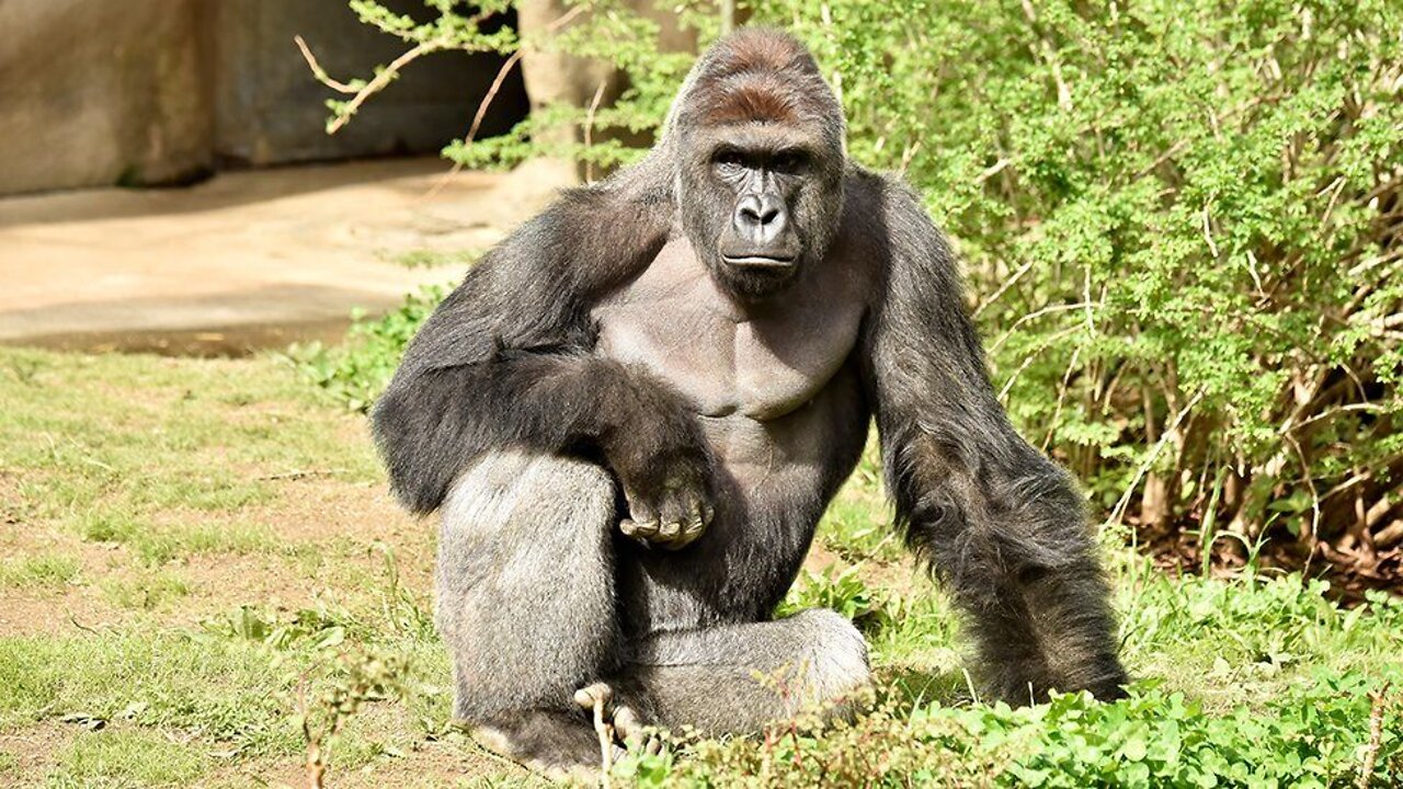 Stop Teasing Harambe Funny Video