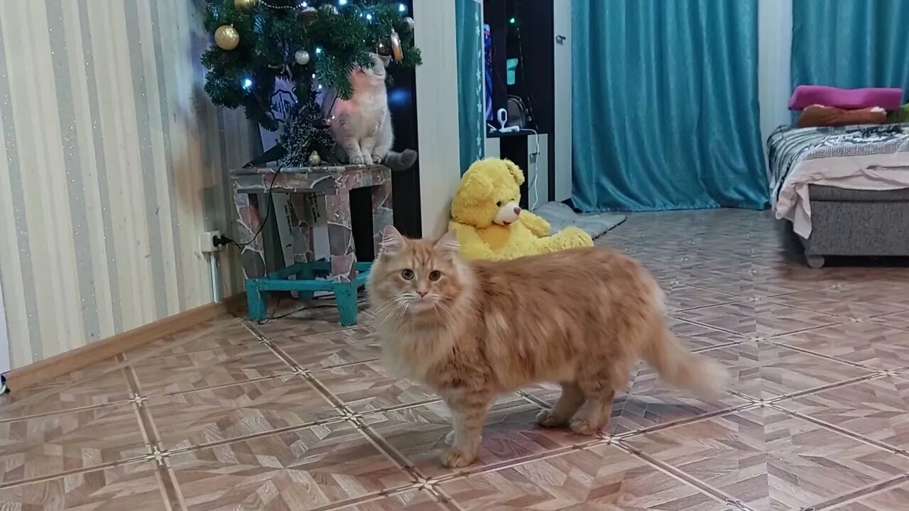 Big Fluffy Cat Playing with Laser light