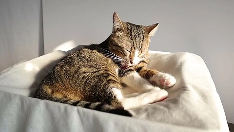Cat Grooms Himself in the Morning Sun