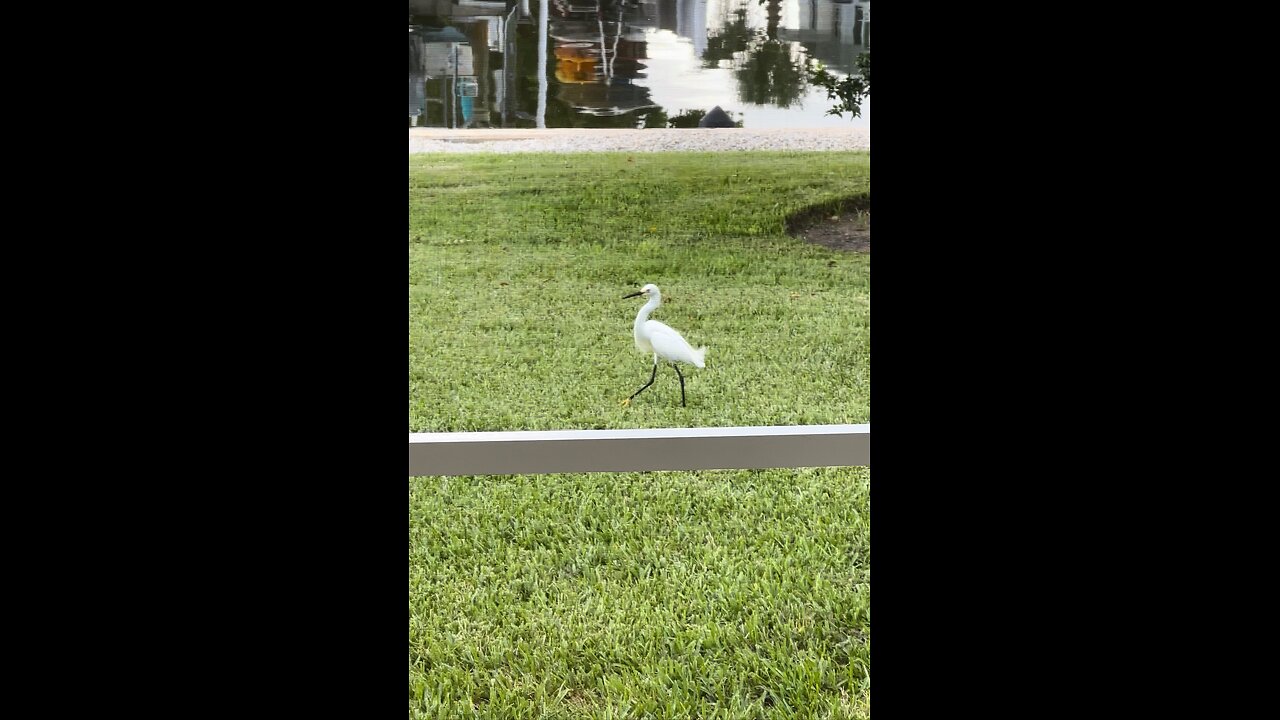 Green Heron & Snowy Egret Hunt Dragonflies | 4K