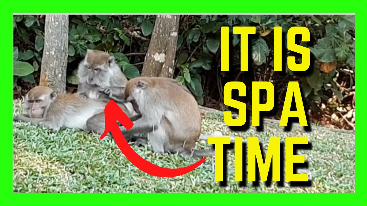 AreThese Monkeys Catching Fleas? | Funny Animals