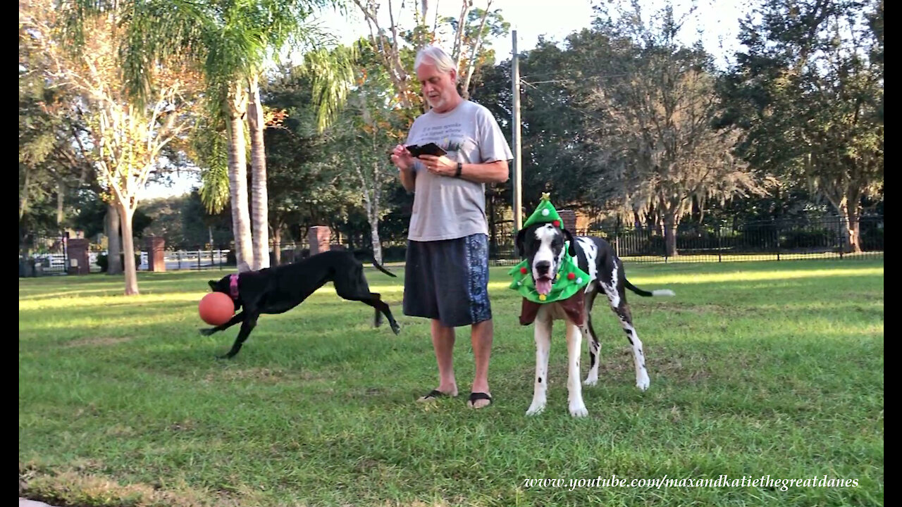 Funny Great Danes Want Florida Man To Stop Texting And Start Playing