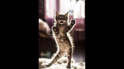 🤣😹😹Funniest Cats and Dogs Videos Hilarious Animal Compilation 😂😂