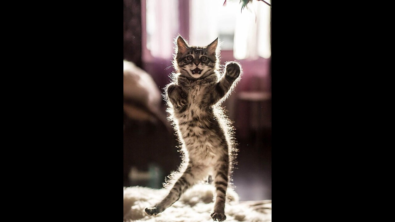 🤣😹😹Funniest Cats and Dogs Videos Hilarious Animal Compilation 😂😂