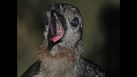 Lyrebird