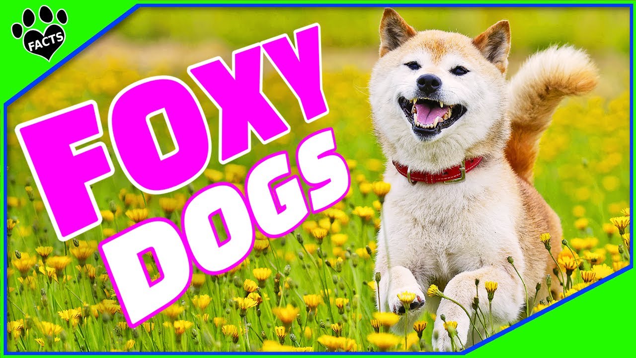 Here are 7 Amazing Dog Breeds That Look Like Foxes