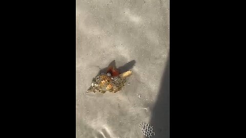 Live Horse Conch