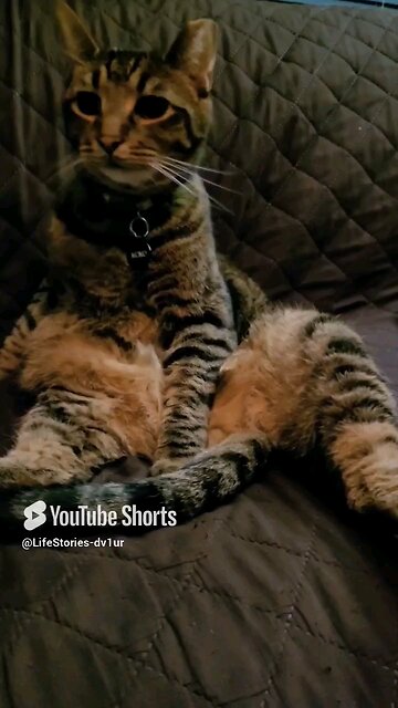 🤣 Funny Cat Pose #cat #catlover #catshorts #catvideos #shorts
