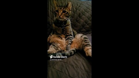 🤣 Funny Cat Pose #cat #catlover #catshorts #catvideos #shorts