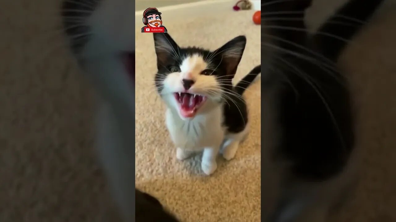 Singing Kitten😹 - [try hard not to Laugh] 😂 - Funny Cat Video