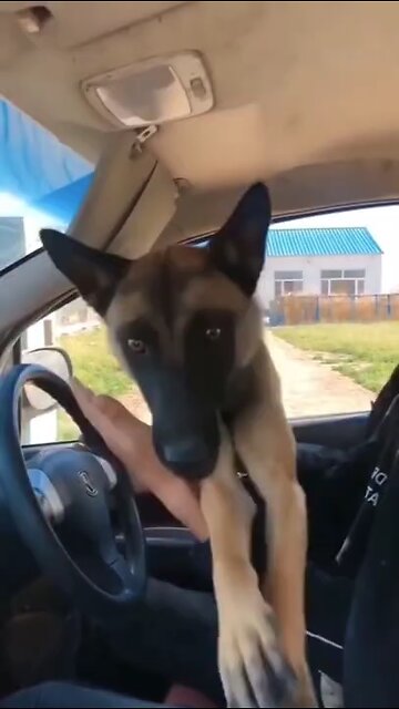 Funny Dogs😂🤣 🎉new video🎉📷