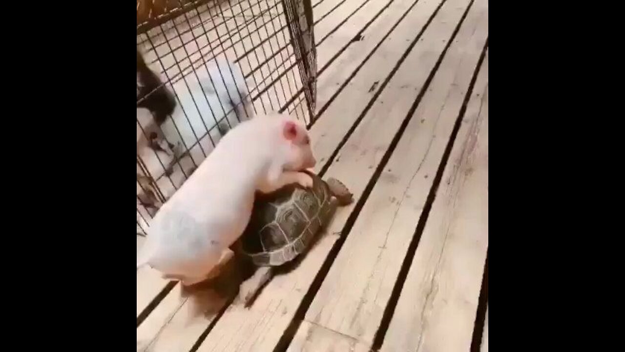 Little Pig wants to Have a Turtle Ride!