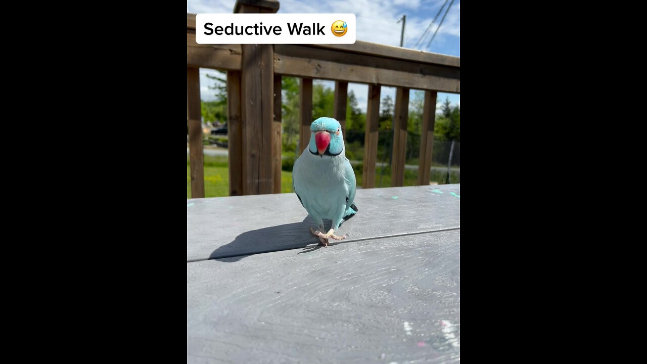 Got your nose Kiwi edition 👃🐦 parrot canada closeyourrings RBCPodiumPose