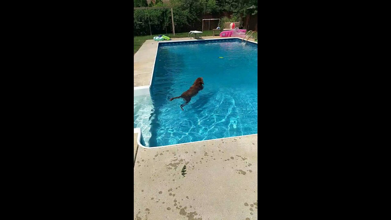 My old dog takes a hot summer swim
