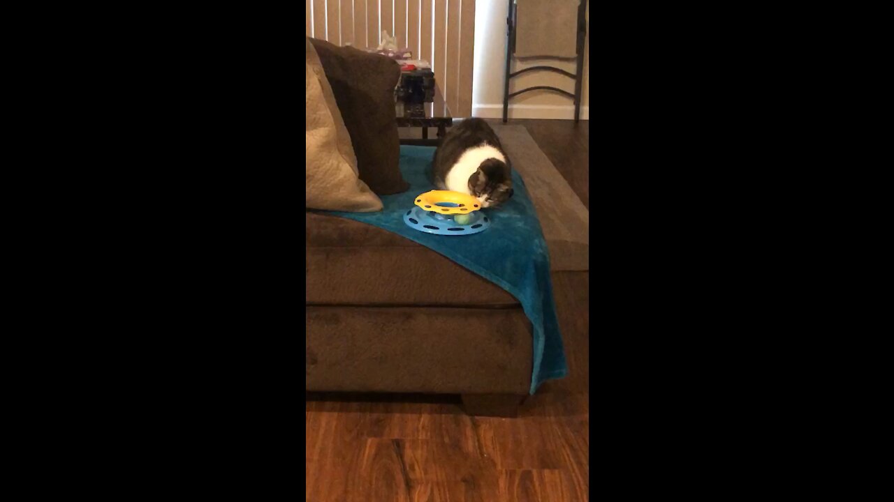 One of the best toys for a cat