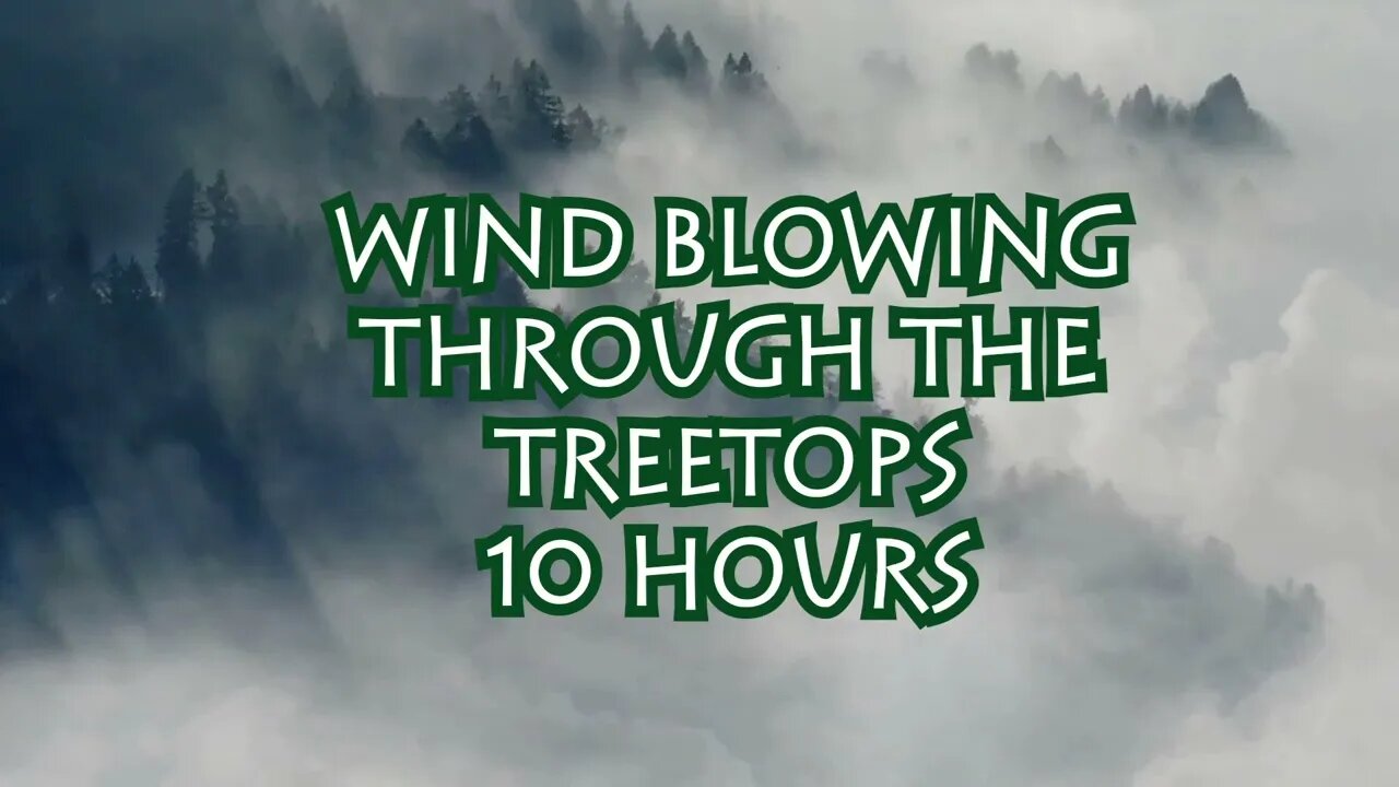 10 Hours of Unforgettable Wind Blowing Through the Treetops