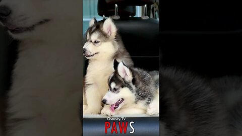 🐶 #PAWS - Huskies on the Go: Bright-Eyed Puppies Ready for Adventure in the Car 🐾