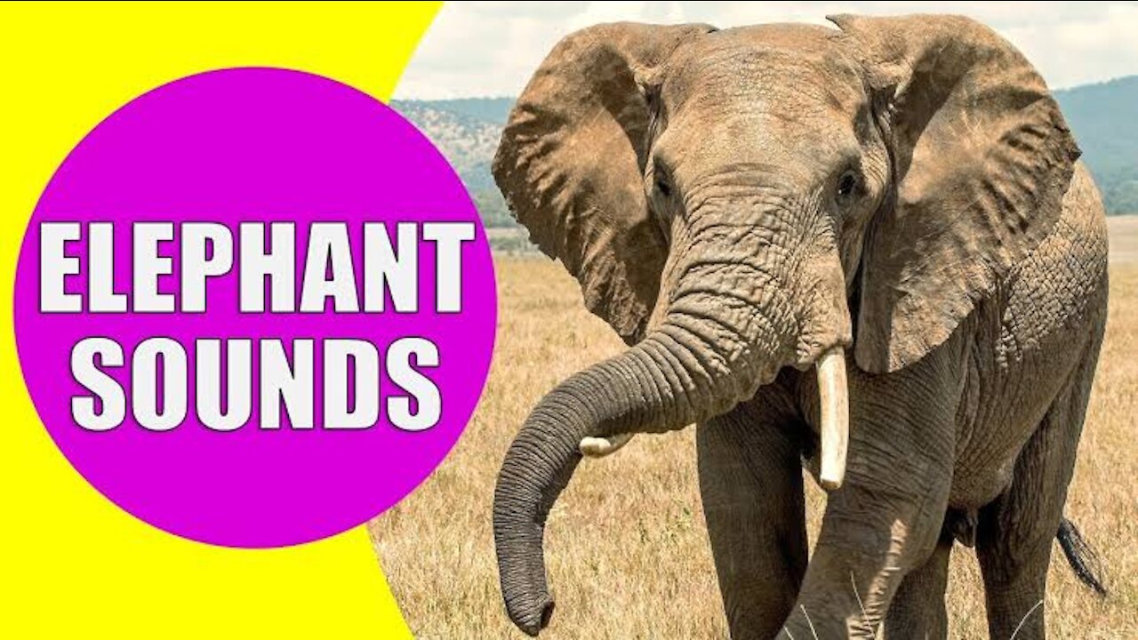 Elephant Sound