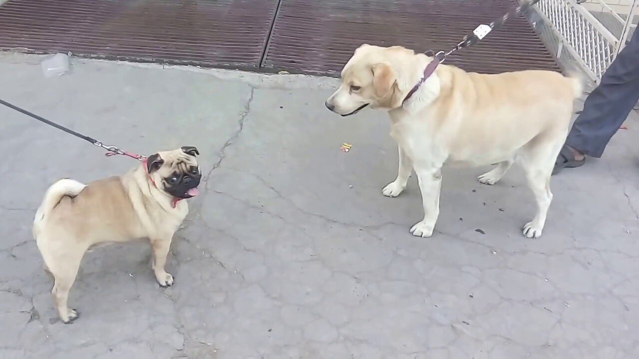 Pug vs. Labrador - Who will win the cute competition?