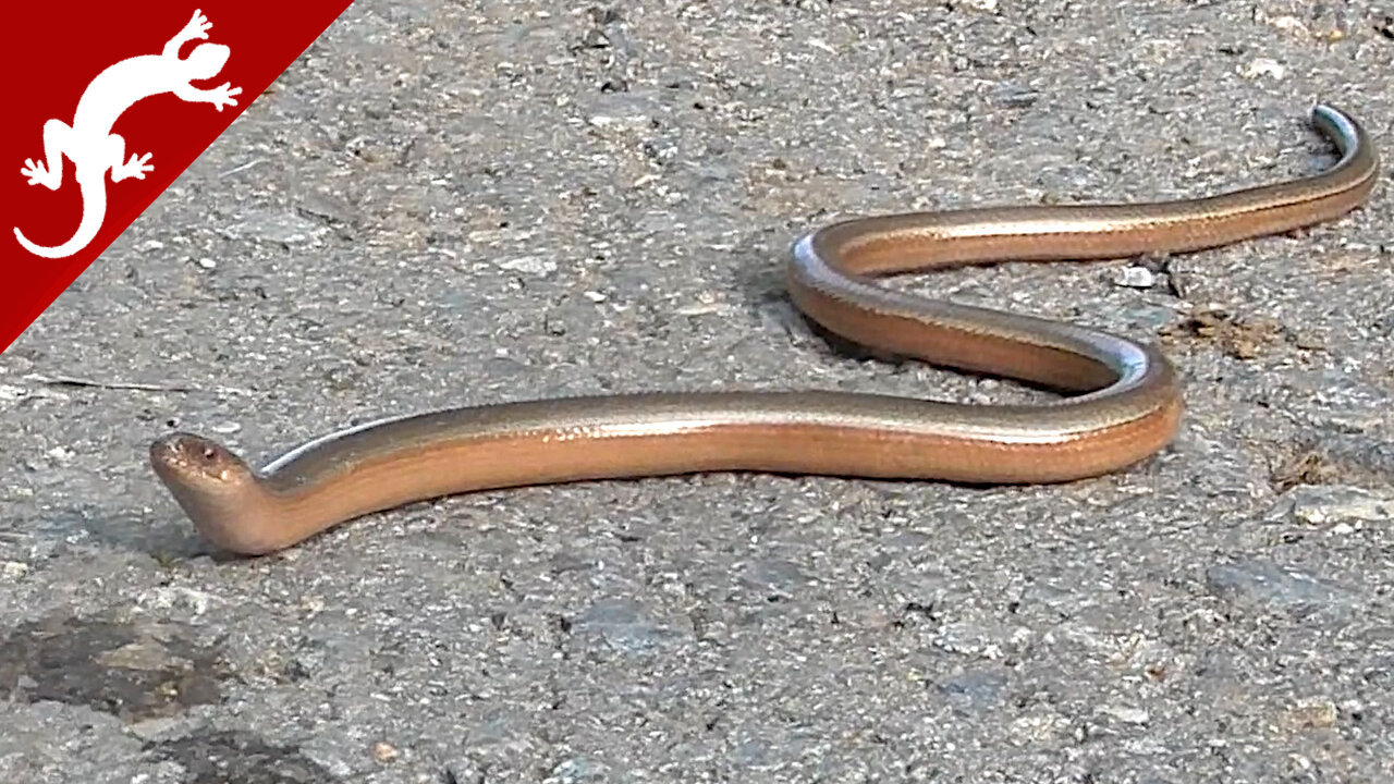 Slowworm - Legless lizard - Anguis fragilis