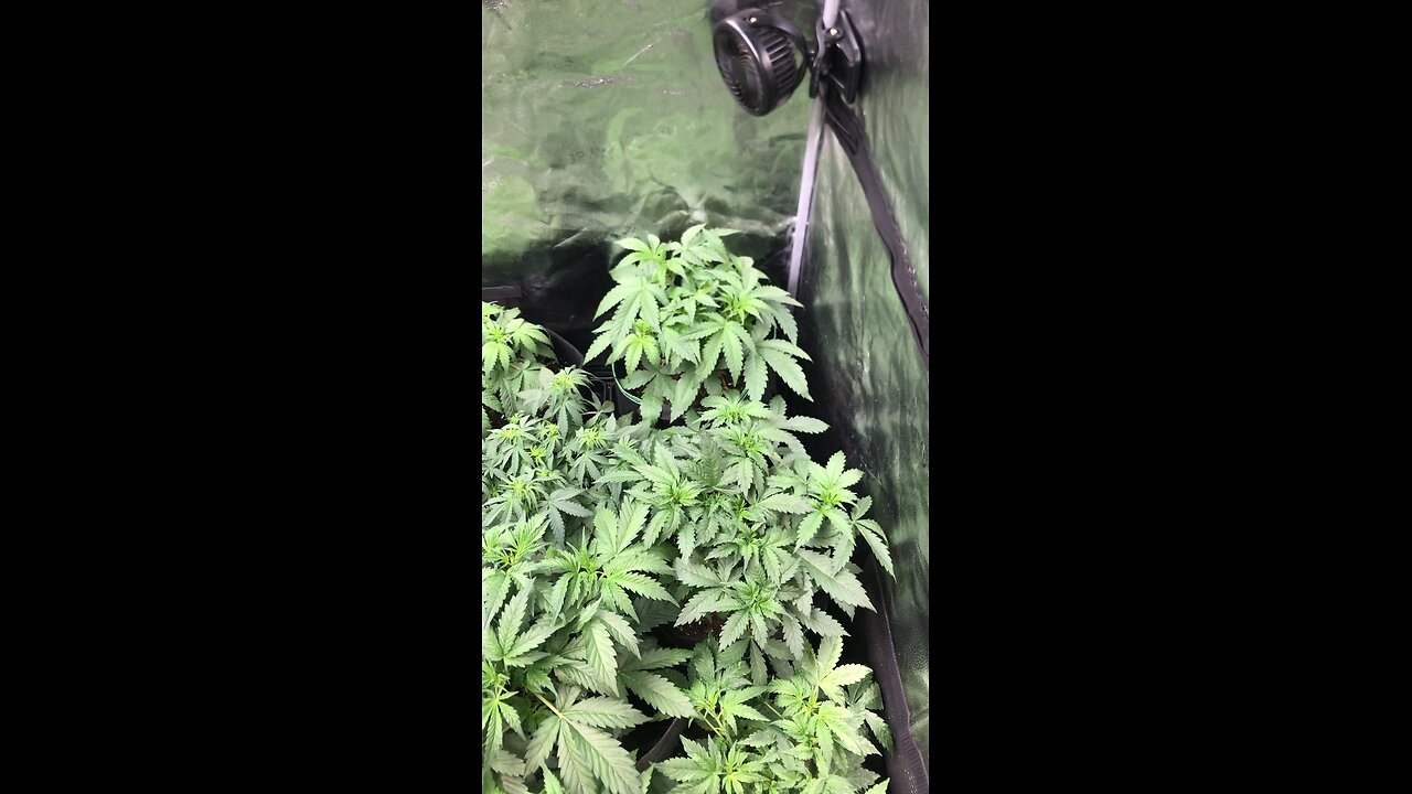 Grow 2 fastbuds 420 AC infinity spiderfarmer 5x5