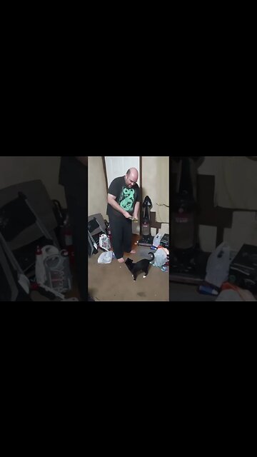 moonpie love treats #shortsvideo #shortsfeed #youtubeshorts #catvideos #cat