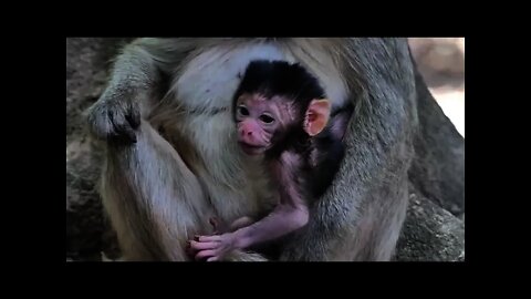 New Baby Elis Feeling So Hungry Hugs Mama Get Milk