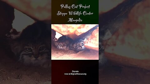 Pallas Cat Call To Action!