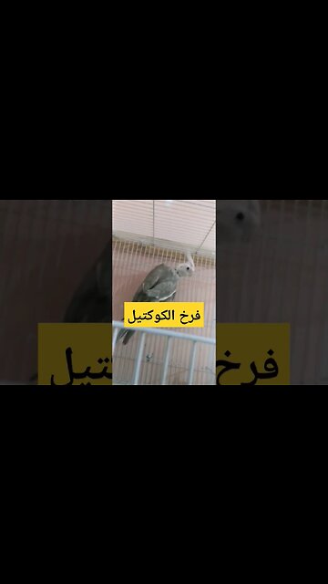 فرخ الكوكتيل كيوت روعة مرحبا