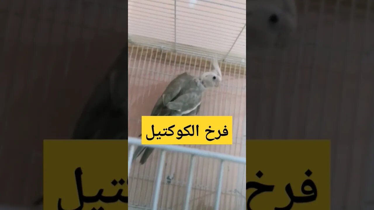 فرخ الكوكتيل كيوت روعة مرحبا