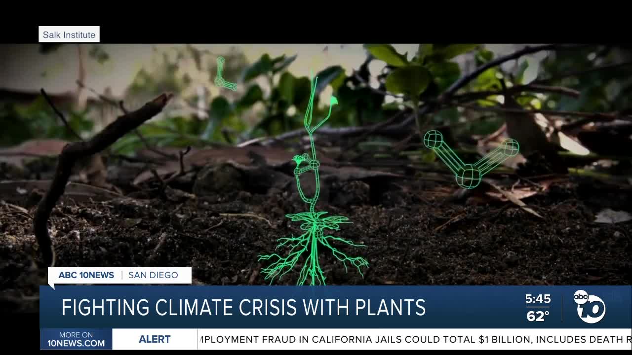 Salk Institute using plants to fight climate change