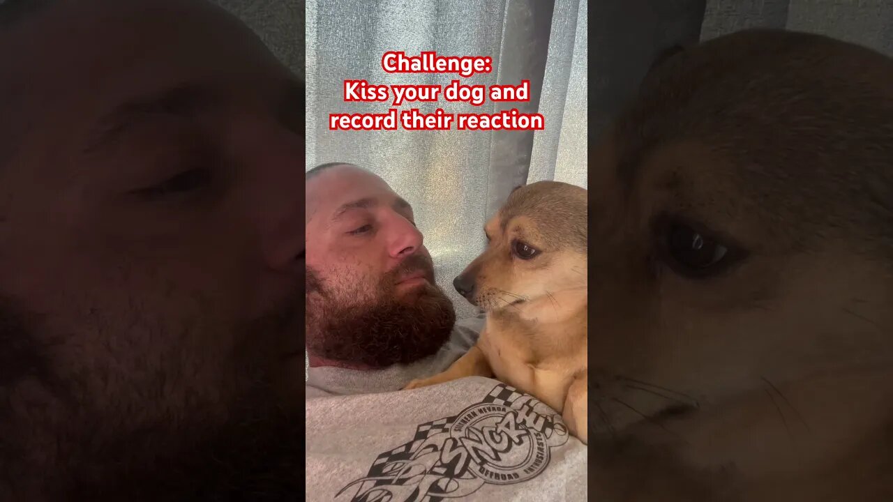 Viral Challenge: Kiss your dog on the head and see / record their reaction #dog #dogs #challenge