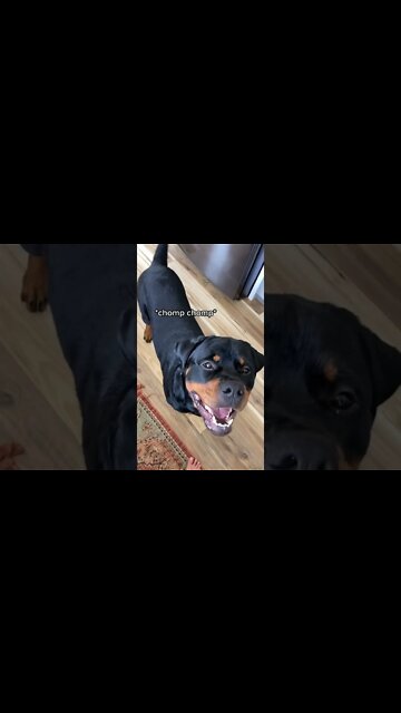 See I Can Speak Mom 😂 Funny Rottweiler! #Shorts #rottweiler #dogs