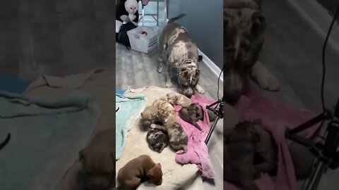 American Pitbul Father Mets His Pitbull Babbies #shorts