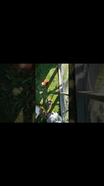 #shorts Chicken zoomies