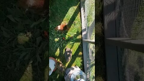 #shorts Chicken zoomies