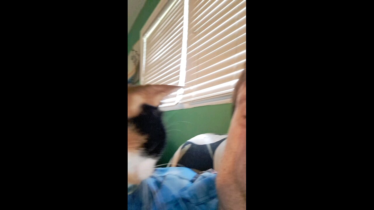 cat getting pets
