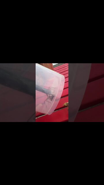 Spider Wants Out! What will the saurian do? Lost 2011 footage from youngling's Ipod #shorts