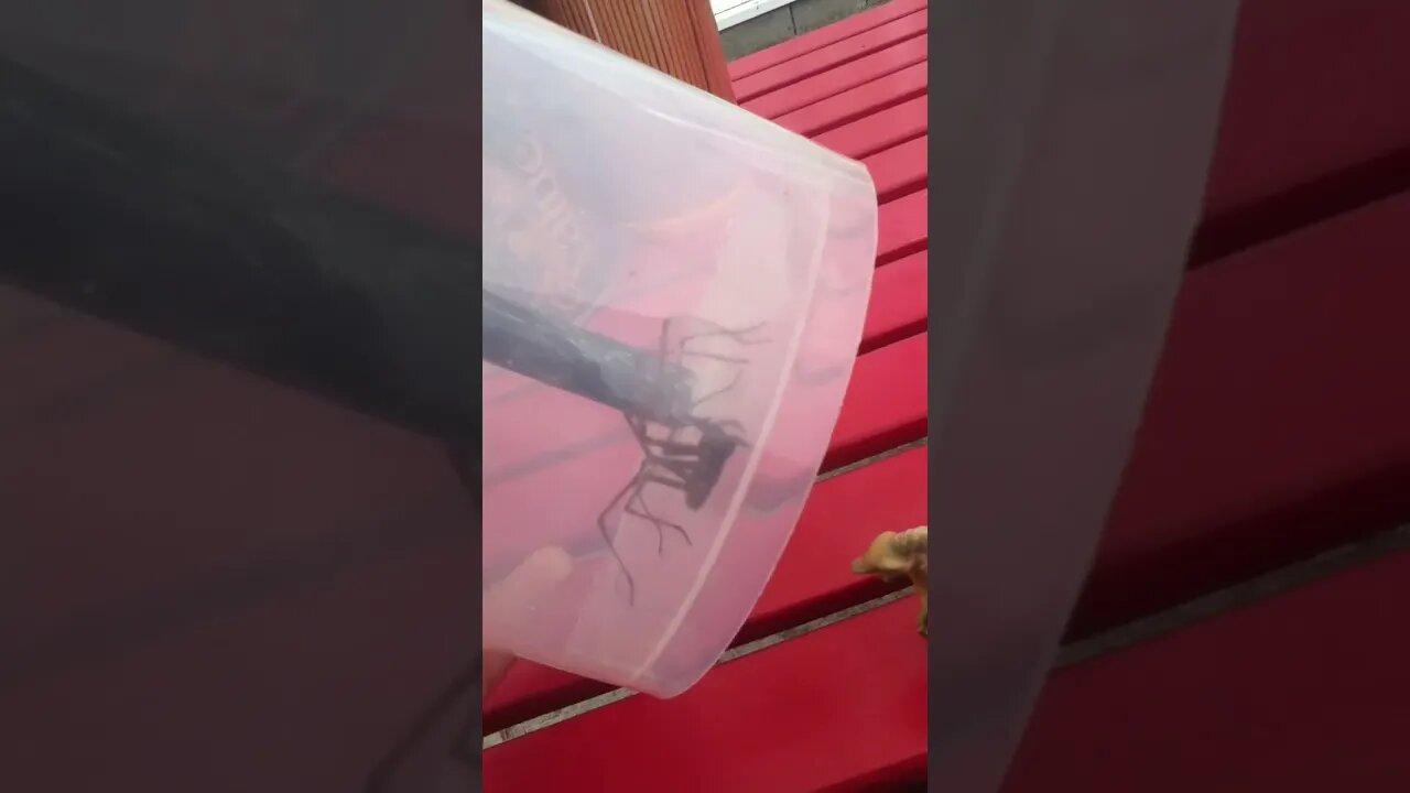 Spider Wants Out! What will the saurian do? Lost 2011 footage from youngling's Ipod #shorts