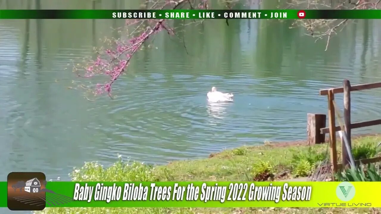 Baby Gingko Biloba Trees Have Sprung to Life for the 2022 Growing Season