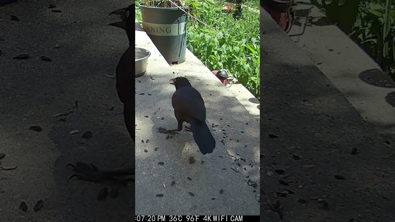 A Cute Grackle Visits! 😍