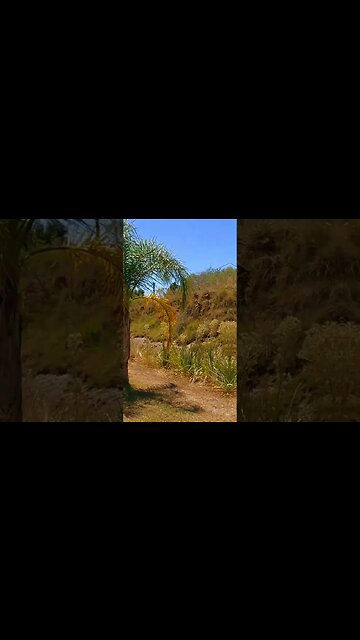 "Caminata" por la Avda. Presidente Jorge Batlle #tacuarembó #uruguay (17/01/2023)