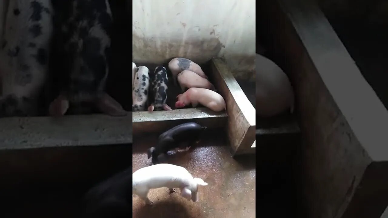porcelets 45 jours d'âge de race métis 😍