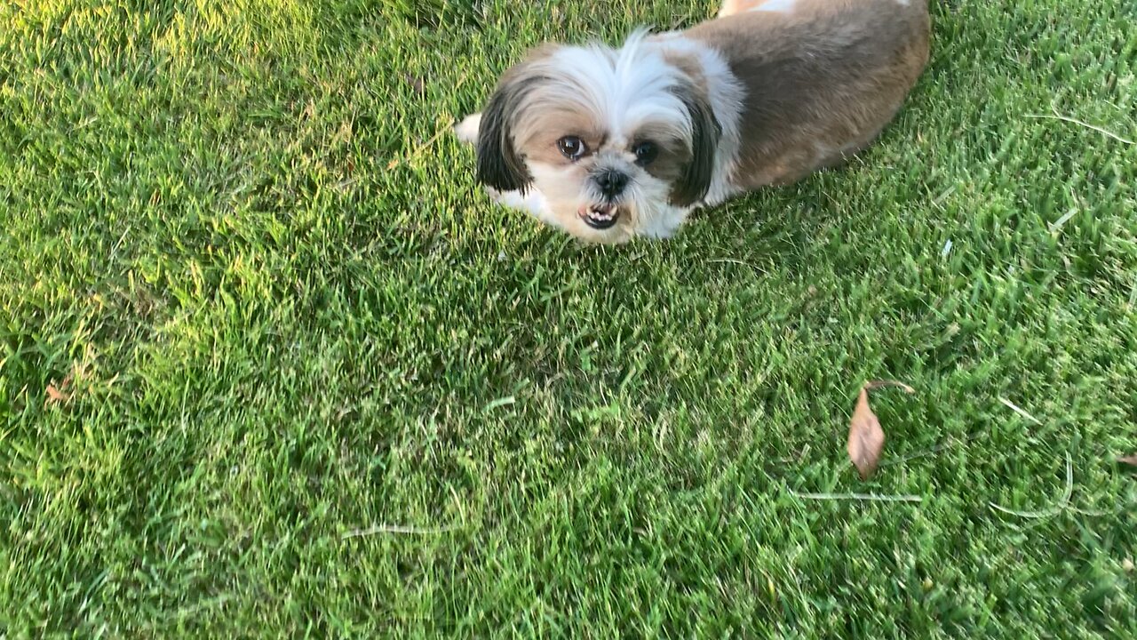 Zoey enjoying the breeze