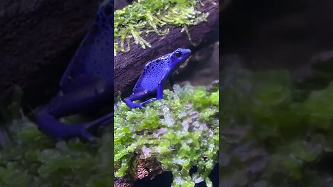 BEAUTIFUL poison dart frog #shorts